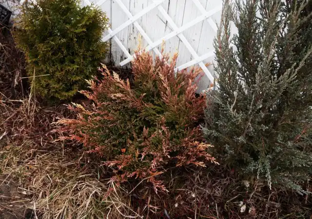 В центре - можжевельник горизонтальный «Лайм глоу»