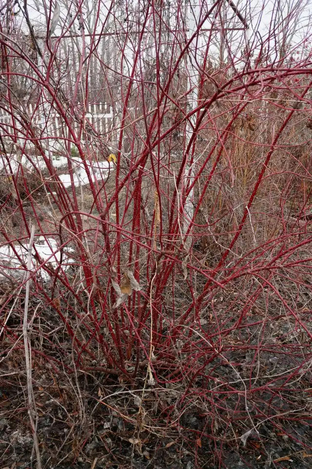 Яркой окраской побегов также славится дерен
