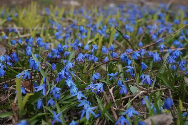 В саду пролеска крайне неприхотлива