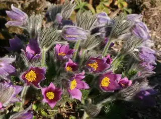 Колокольчатые цветки прострела могут иметь различную окраску