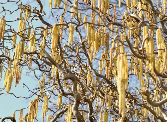 Лещина «Конторта»