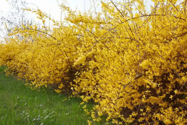 Форзиция (Forsythia)