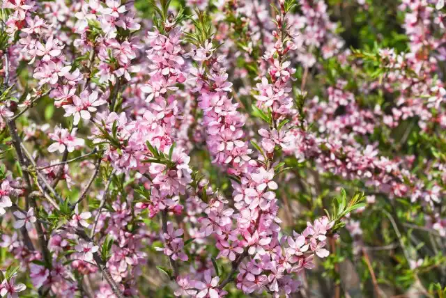 Миндаль степной (Prunus tenella)