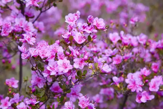 Рододендрон даурский (Rhododendron dauricum)