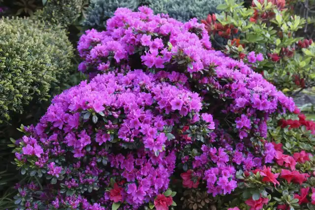 Азалия японская (Azalea japonica)