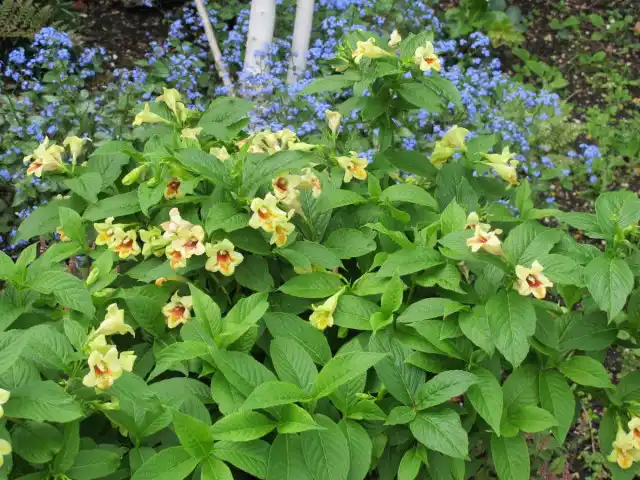 Чубушник (Philadelphus)