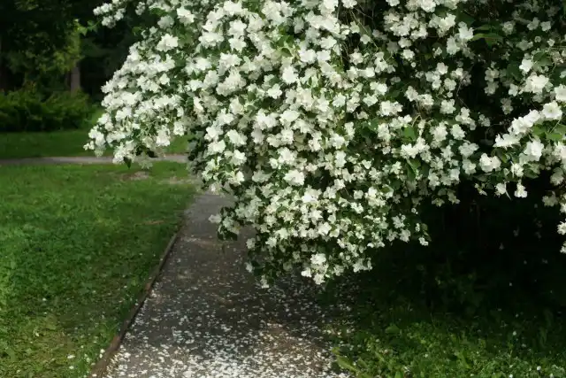 Сирень (Syringa)