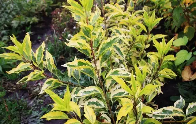 Пестролистная форзиция