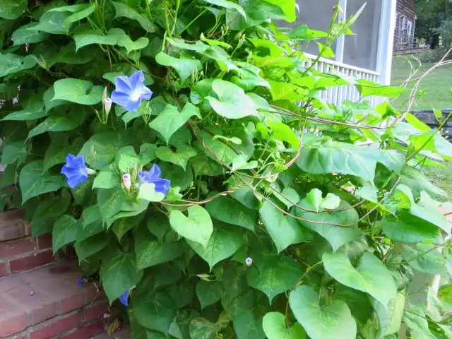 Ипомея Нил (Ipomoea nil)