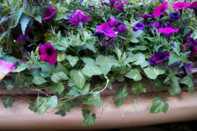 Ипомея Cameo Elegance