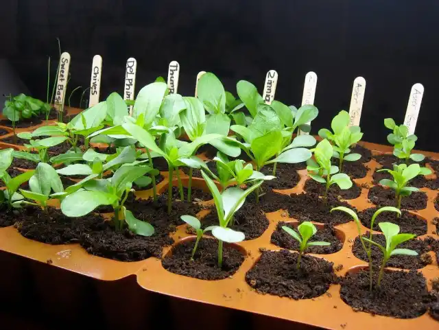 Рассада цинний любит стабильно теплую температуру