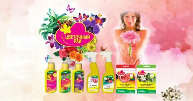 Чари на підвіконні