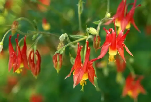 Аквилегия канадская (Aquilegia canadensis)