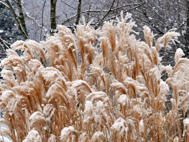 Слегка припорошенные легким снегом или посеребренные инеем метелки злаков, сухоцветы и семенные коробочки – картина сказочная, но хрупкая.
