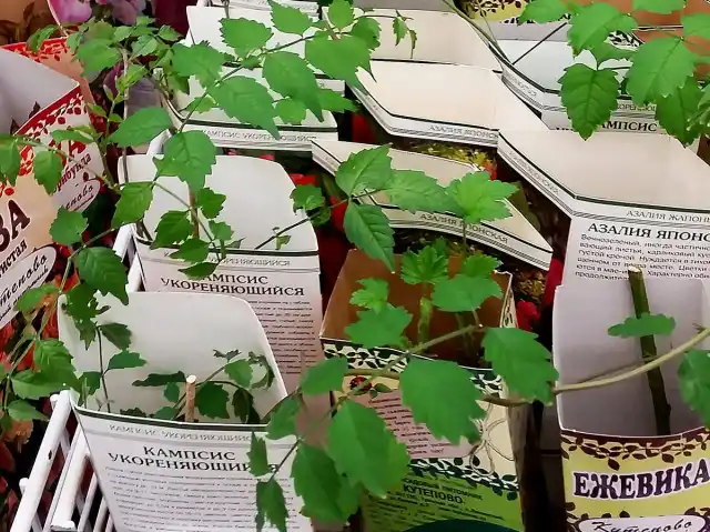 Подросшие лианы легко ломаются о края упаковки