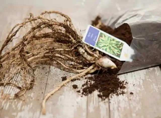 Корневища многих растений спокойно перенесут спячку в обычном холодильнике до наступления теплых дней