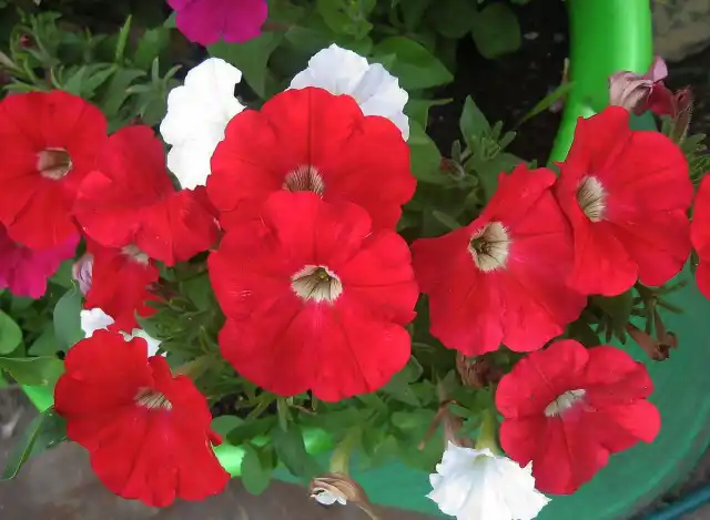 Ампельная петуния Picobella Red