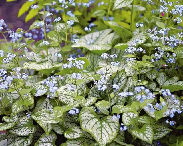 Бруннера крупнолистная