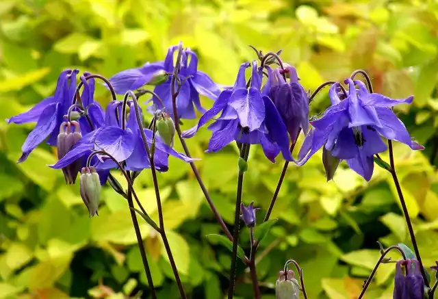Аквилегия (Aquilegia)