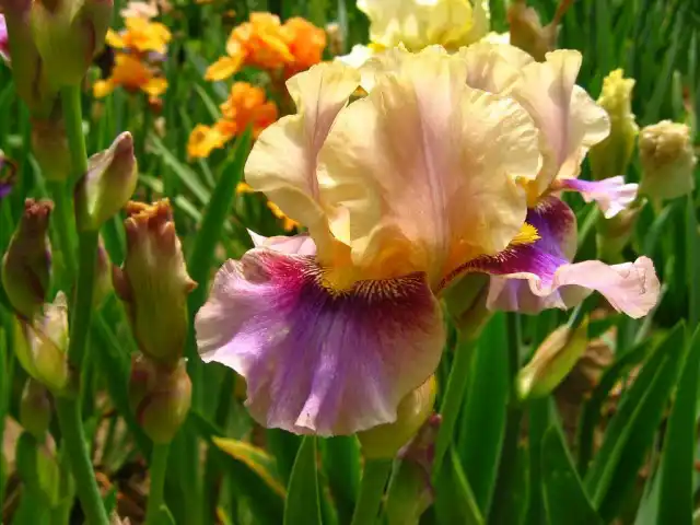 Ирис бородатый