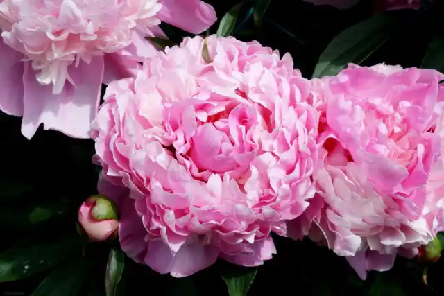 Пион (Paeonia)