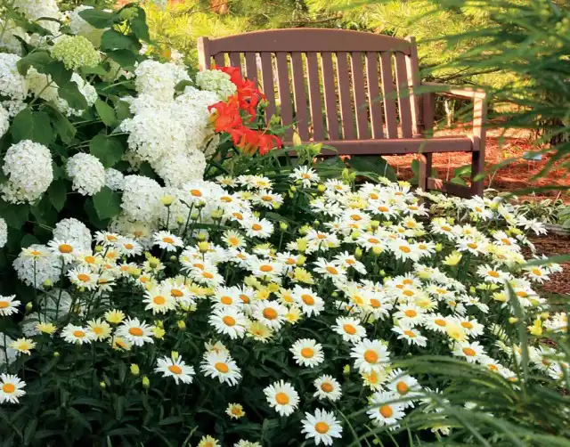 Нивяник (Leucanthemum), или Ромашка садовая