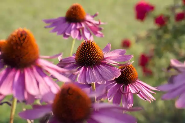 Эхинацея (Echinacea)