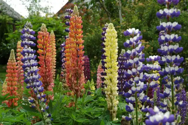 Люпин (Lupinus)