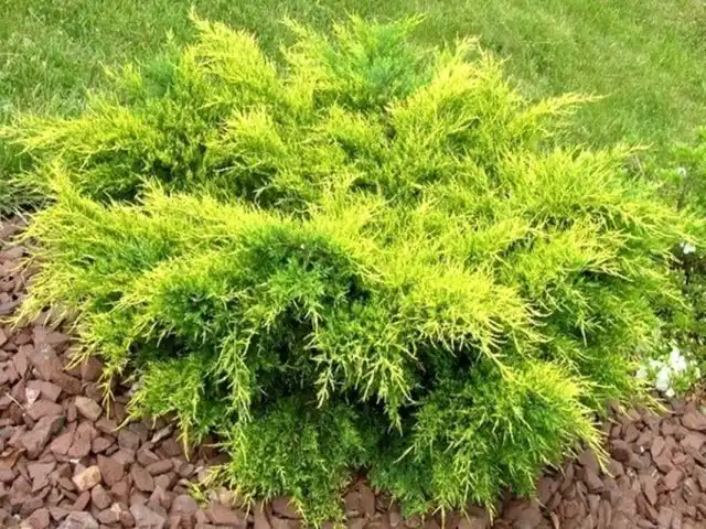 Можжевельник средний (Juniperus media) Old Gold