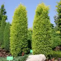 Можжевельник обыкновенный (J.communis) Gold Cone