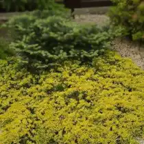 Можжевельник горизонтальный (J. horizontalis) Golden Carpet