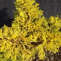 Можжевельник китайский (J. chinensis) Plumosa Aurea