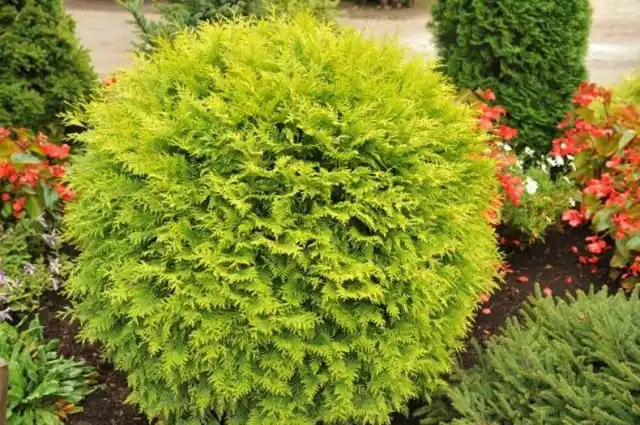 Туя западная (Thuja occidentalis) Golden Globe