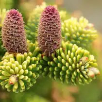 Пихта корейская (Abies koreana) Aurea