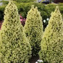 Ель канадская (Picea glauca) Daisy's White