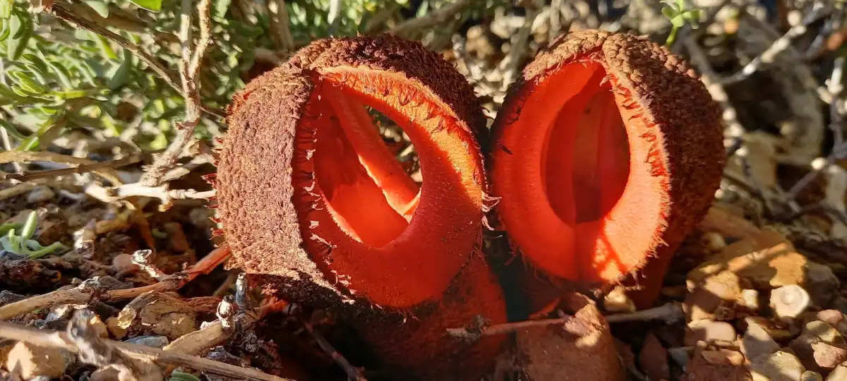 Пахнет бульбофиллум фаленопсис (Bulbophyllum phalaenopsis) гниющими дохлыми мышами.