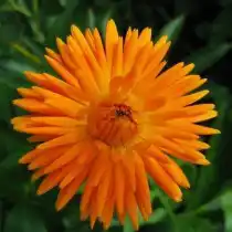 Календула «Радио»