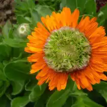 Календула «Зелёное сердце»