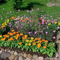 Календула «Калипсо» на клумбе