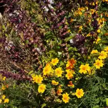 Базилик и бархатцы