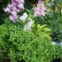 Базилик «Карлик»