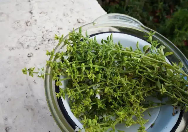 Базилик «Лимонный»