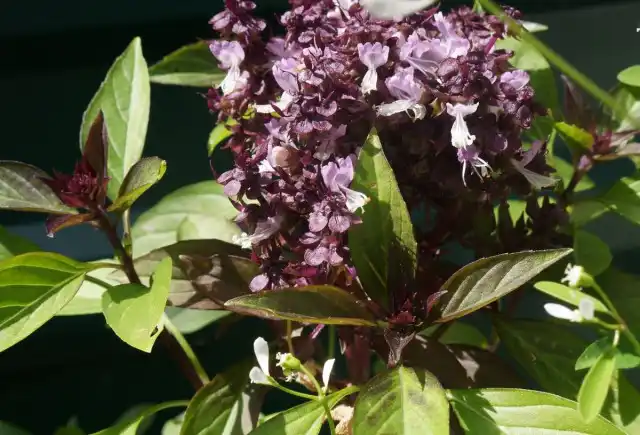 Базилик «Тайская королева»