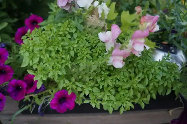 Шаровидный базилик с однолетниками