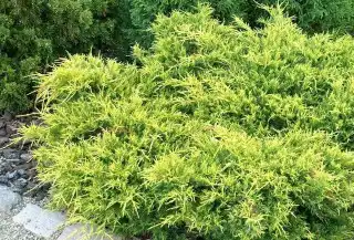 Можжевельник Gold Coast