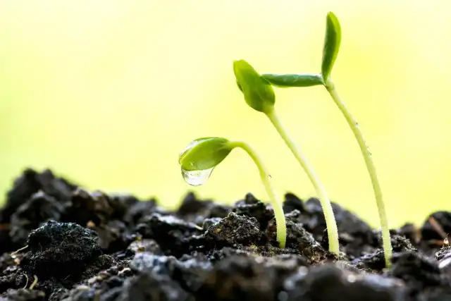 В лёгкой и рыхлой почвенной смеси маленьким корешкам будет проще и легче разрастаться