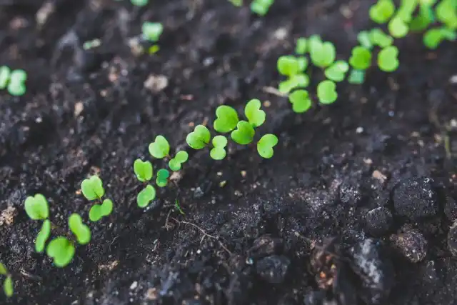 При слишком густых посевах сеянцы всходят близко друг к другу и между ними начинается конкуренция за питание и свет