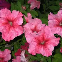 Петуния Daddy red