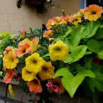 Петуния Indian Summer («Бабье лето»)