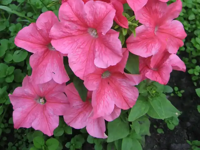 Петуния Eagle Salmon